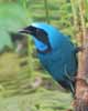 turquoise jay