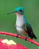 humming bird