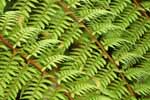 fern