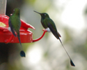 humming birds