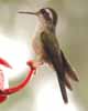 humming bird